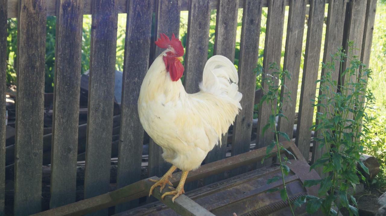 Ferienwohnung Auf Einem Richtigen Bauernhof Finkenstein am Faaker See Kültér fotó